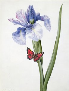 f.10 Blå iris med sommerfugl (Spuria), 1826